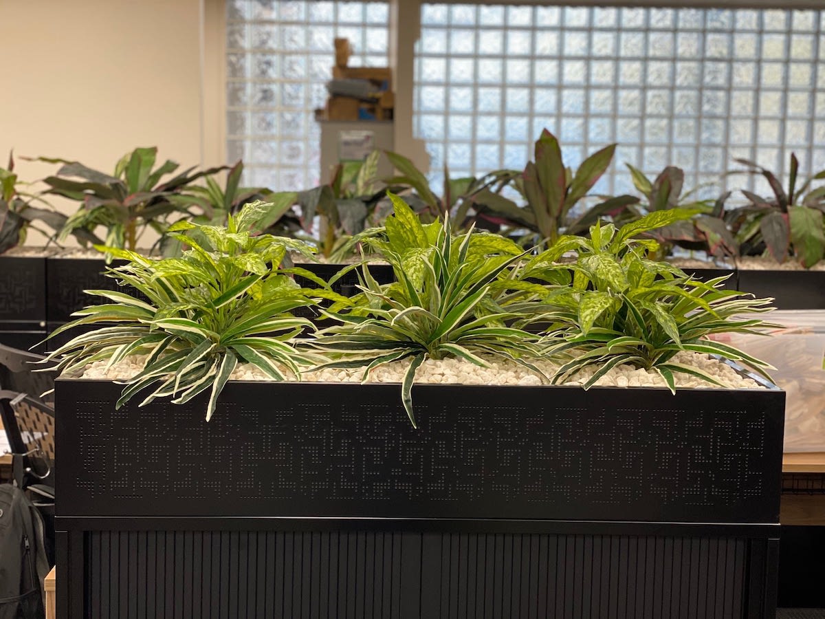 Office Plants